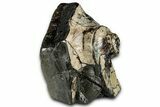 Fossil Ammonite (Placenticeras) Spiral Section - Elk Creek #326510-1